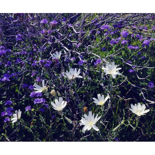 CA, Anza-Borrego Chicory and Phacelia flowers